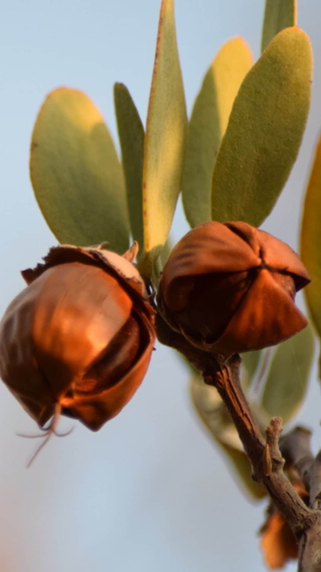 Weledaのインスタグラム：「- Jorge Arizu @neikimsa and long- term Weleda partner explains how the jojoba cultivation has brought life to the desert.   Discover why #sourcingwithrespect is so important for people & planet in Episode 11 of Essentials For Daily Life, by @CosmeticsEur, @BBCStoryWorks (Link in Bio). #Uebt #peopleplanetproducts #biodynamicfarming #essentialsfordailylife」