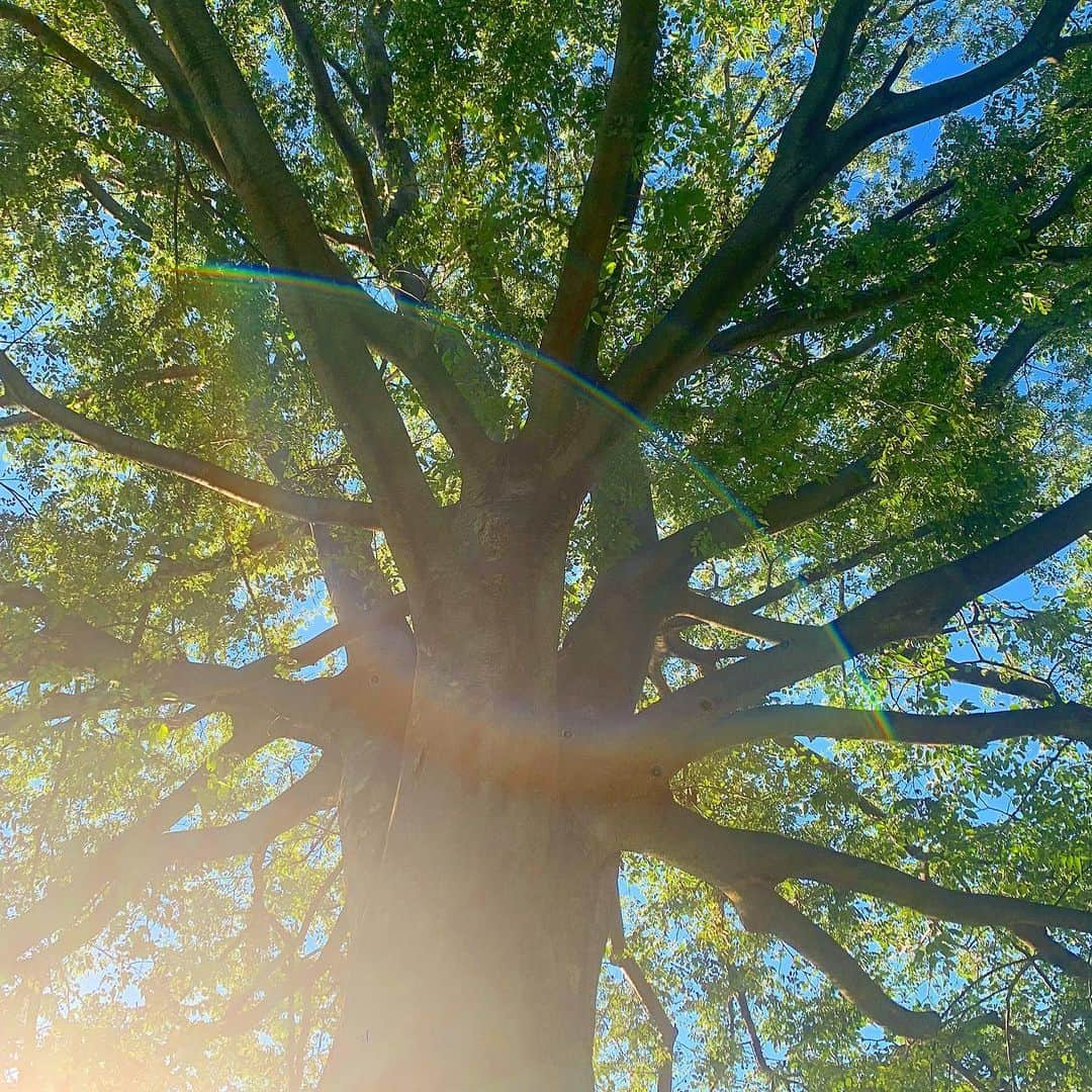 ノーマさんのインスタグラム写真 - (ノーマInstagram)「🧘‍♀️🌳🌈💚雨の日が続くと、晴れの日が尚更に愛しくなる。きゅーーーん。  #tree #botanics #sunny  #meditate」7月2日 22時30分 - noma77777