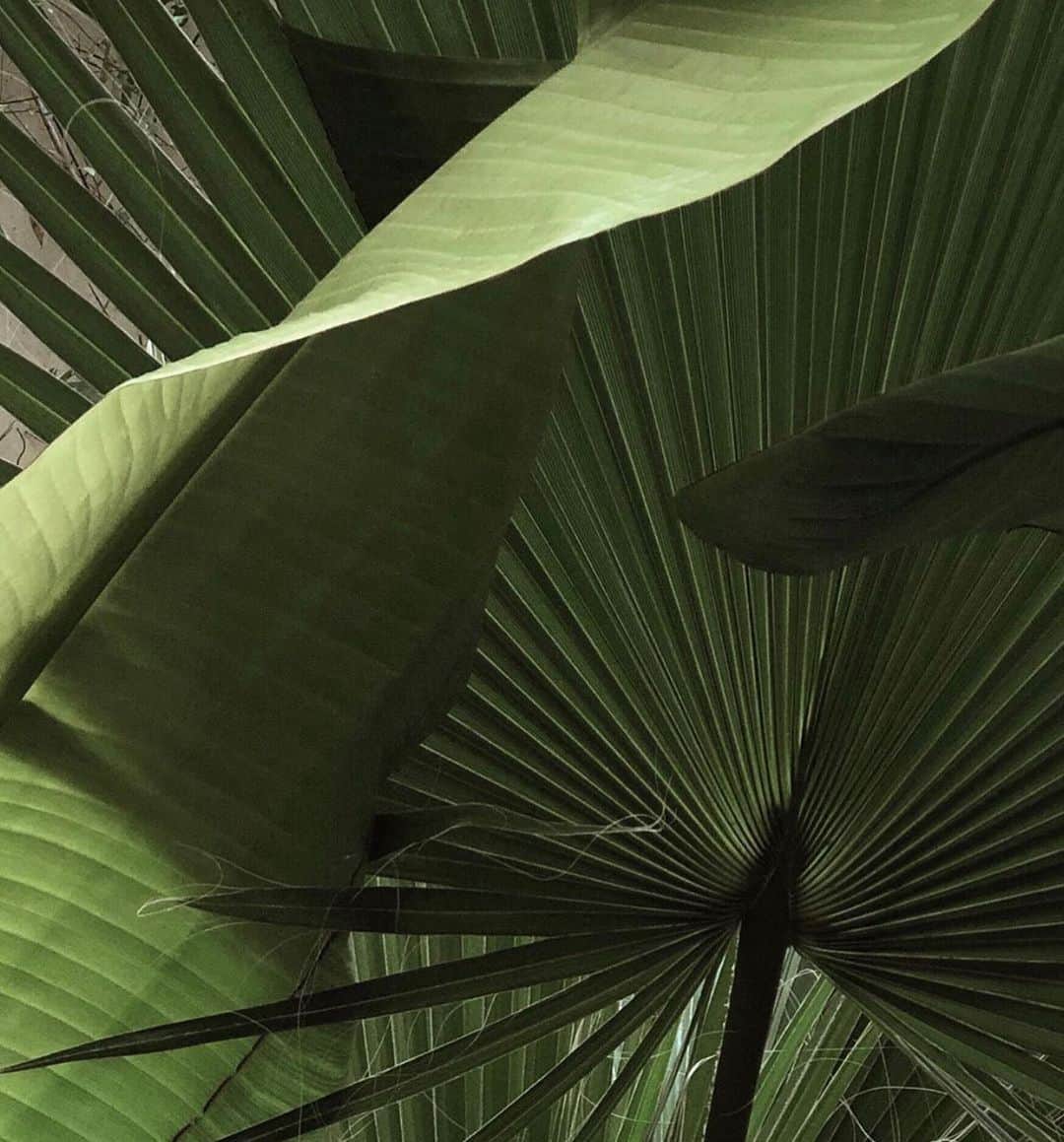 Mathilde Goehlerのインスタグラム：「Soon enough 🌴🥬🥒🥦」