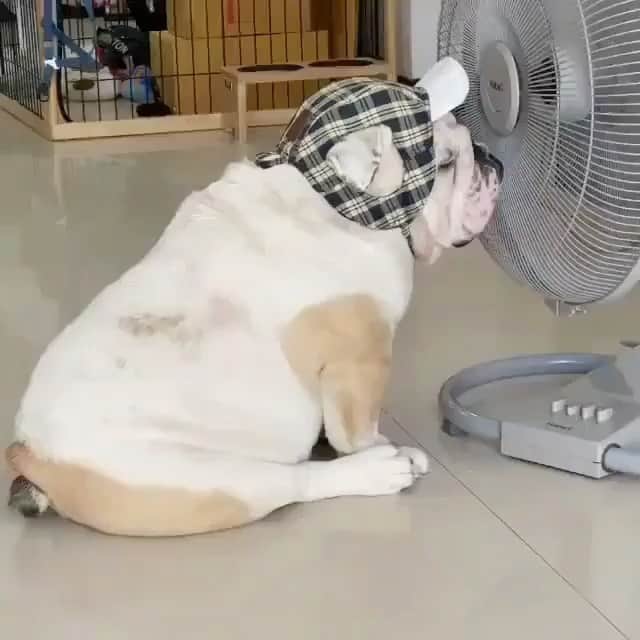 Bodhi & Butters & Bubbahのインスタグラム：「Stay cool 😎  . . . . . #summer #heat #fourthofjuly #beach #body #bulldog #love #funny #smile #cute #dogsofinstagram #dog #life @wontonthebulldog 💗」