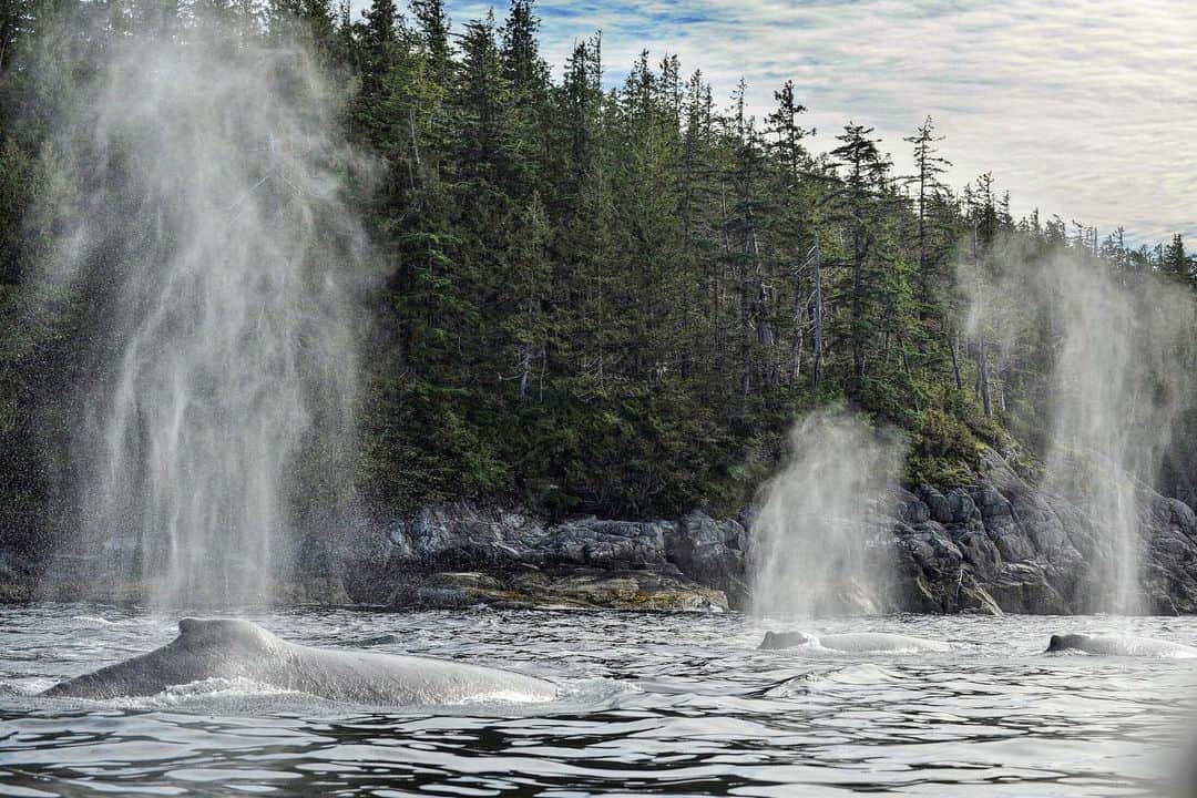 Thomas Peschakさんのインスタグラム写真 - (Thomas PeschakInstagram)「Humpback whales feed on herring in the North Pacific around Gill Island. Situated deep in the heart of Canada's Great Bear Rainforest, in Gitga'at territory, this marine realm is one of the most critical whale habitats in all of North America. I had the great privilege to spend three summer/fall seasons photographing in this magnificent wilderness. Please follow @pacificwild and @bcwhales for powerful conservation content from Great Bear.」7月3日 0時32分 - thomaspeschak