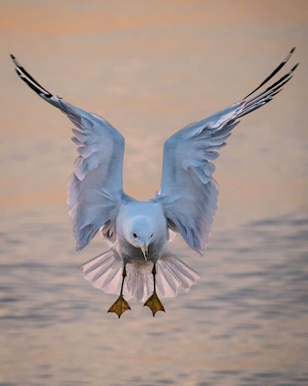 Sigma Corp Of America（シグマ）さんのインスタグラム写真 - (Sigma Corp Of America（シグマ）Instagram)「Cleared for landing! An outstanding shot by SIGMA Ambassador @jim_koepnick with the new 100-400mm DG DN OS Contemporary. Available soon!  #sigmaphoto #sigma100400 #sigma100400mm #sigma100400c #telephotolens #telephoto #seagull #seagulls #seagullsofinstagram #birding #birdingphotography #birdsofinstagram」7月3日 0時35分 - sigmaphoto