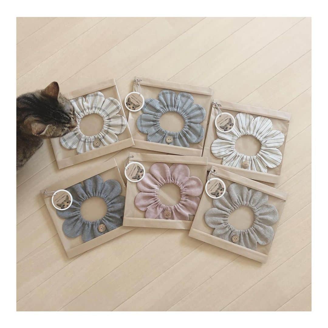 こむぎのインスタグラム：「* 7月から8月にかけて静岡と福岡のパルコで開催されるねこ休み展に置いていただくザビエル首輪作りました〜😊 新作はてんてん線ザビエルと夏らしいブルーの無地🤗 サクラはもう手に入らないと思っていた生地が手に入ったので(ビックリ)サクラと、再販のナチュラル無地ザビエルです😊 またウェブショップでチャリティー販売もしたいなと思っているのですが、そちらがまだまだ完成していないのでいつになるかわかりませんがのんびりお待ちいただけると嬉しいです🤗✨ よろしくお願いしますー🙇🏻 ・ ▲▲ザビエル首輪とは▲▲ まいさん( @maihimemoco )考案のもので、売上は猫の保護活動に使われます。 こむぎねこプロデュースザビエル首輪はちょっと大人の猫ちゃんを演出する落ち着いたデザインのラインナップになっています🤗 ⚠️ミンネ・メルカリでは販売していません。  #ザビエル首輪 #ザビエラー #こむぎねこプロデュース」