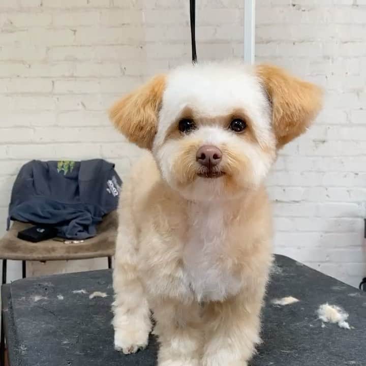 Dogs by Ginaのインスタグラム：「Maverick 🐾 @triadbevs」