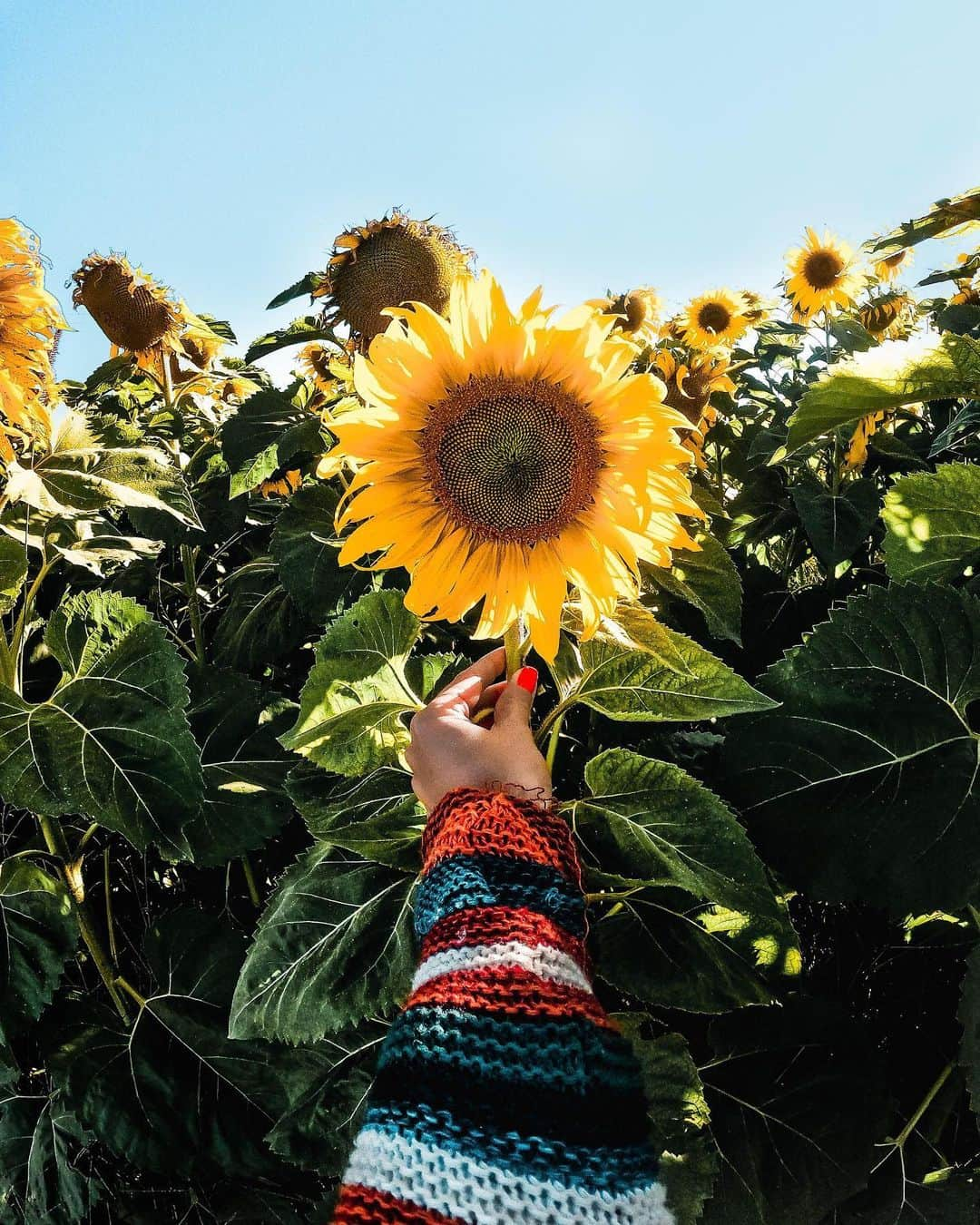 goproさんのインスタグラム写真 - (goproInstagram)「Photo of the Day: Enjoying the perks of a hot summer day with #GoProFamily member @frecinha + GoProHERO8 Black 🌻 ⠀⠀⠀⠀⠀⠀⠀⠀⠀ Show us how you #GoProLiveIt by submitting the beauty of your backyard to GoPro.com/Awards. The top 5 submissions this week will earn a #GoProHERO8 Black + Sleeve + Lanyard. ⠀⠀⠀⠀⠀⠀⠀⠀⠀ @GoProBR #GoProBR #Sunflower #Summer #POV」7月3日 1時00分 - gopro