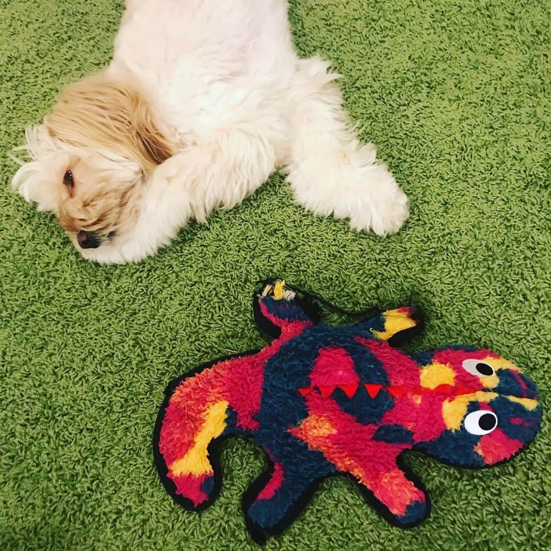 北山陽一のインスタグラム：「セルフ腕枕？ #きたやまおもち」