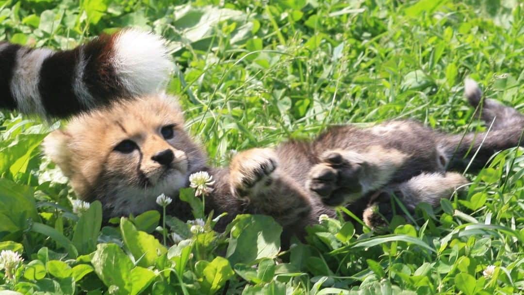 スミソニアン国立動物園のインスタグラム