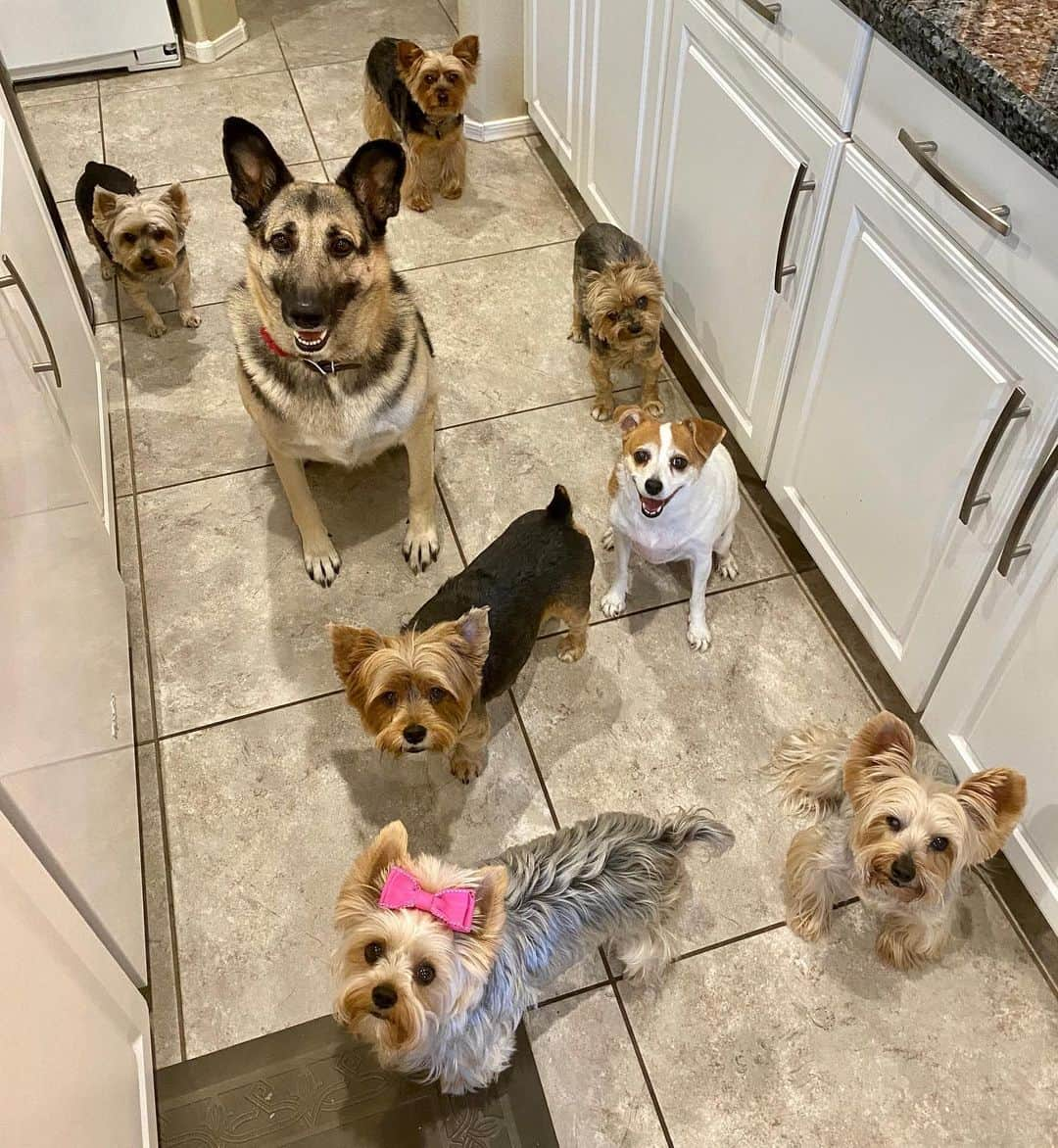 さんのインスタグラム写真 - (Instagram)「Eyes on the prize! 👀👀👀👀👀👀👀👀 #FullHouse #8Dogs #PawtyTime ♥️🙌🏼🥰 . Our @happydogbistro is having a fourth of July sale! 🥳🥳🥳 Use coupon code “Happy4th” for 20% off all orders $75 or over!! 🙌🏼 Link in bio. ♥️🐾🥰 #happydogbistro」7月3日 1時23分 - happyyorkiefamily