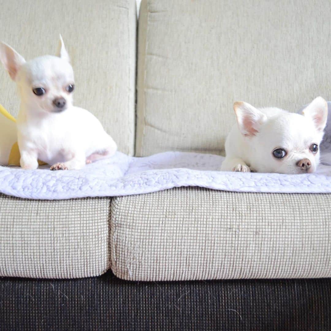 KORIKIのインスタグラム：「おはようございます♪ #微妙な距離感 #dogofsapporo #dog, #dogs, #dogstagram,#chihuahua,#犬バカ部,#チワワ,#koriki, #hanadog #白スムチ連合会, #スムチー,  #dogofthedayjp, #dogoftheday  #ilovemydog #instadog #instapet #WhiteChihuahua  #吉娃娃 #치와와  #dogsofinstagram #Chihuahualover  #ชิวาวา #チワワの輪 #barkbox #WhiteChihuahuaParty #もふもふモフモフ」