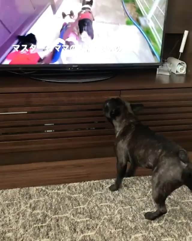 DogsOf Instagramのインスタグラム：「“Air walk while watching TV” writes @chikomaru.n   #dogsofinstagram」