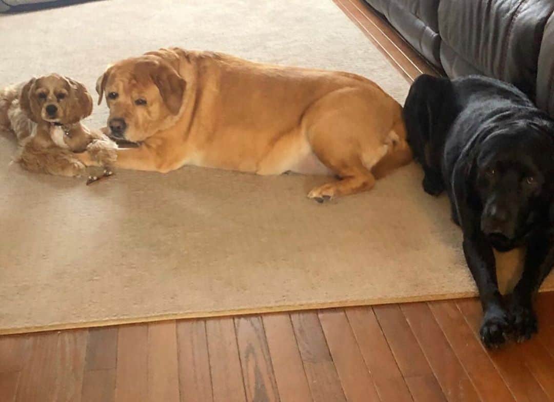 Jake And Gingerのインスタグラム