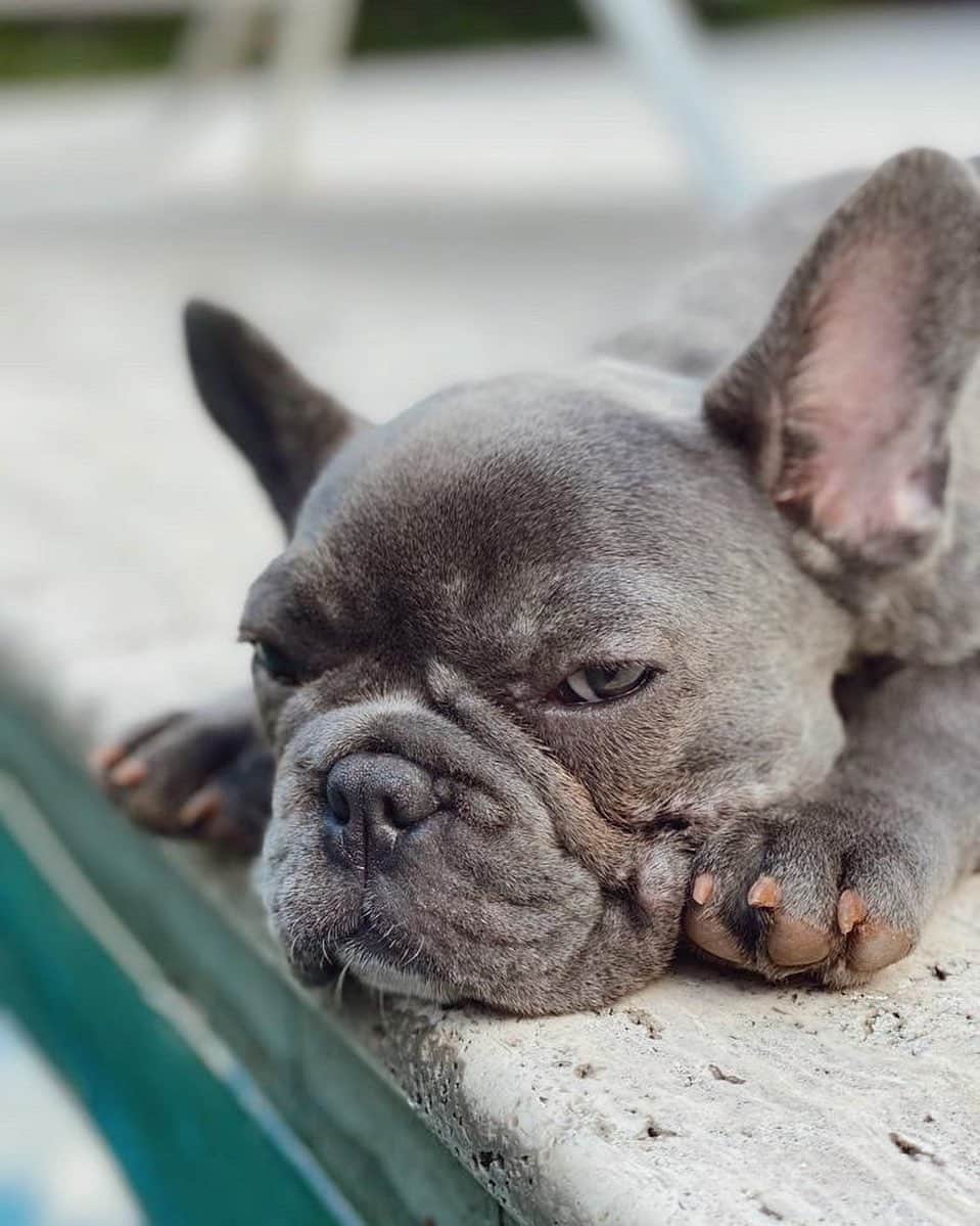ジョアナ・サンスのインスタグラム：「Enfadada porque me fui lejos 🥺 @bluexmerly #Chanel #frenchie」