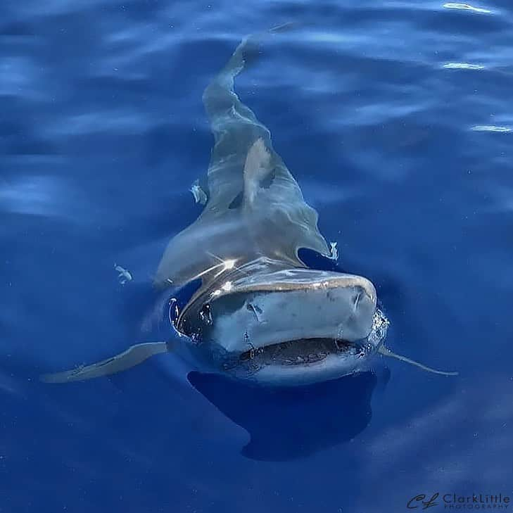 クラーク・リトルさんのインスタグラム写真 - (クラーク・リトルInstagram)「🦈 😀 #clarklittle 🆑」7月3日 3時30分 - clarklittle