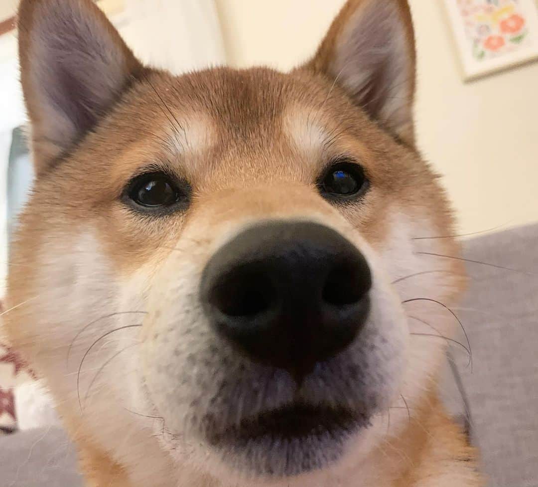 ?Fricko the Shiba Inu?のインスタグラム：「Henlo hooman 🦦 🐾 🐾 🐾 #Fricko #🐶 #☀️ #shiba #shibainu #dog #柴犬 #赤柴  #adorable #shibalovers #shibaholics  #dogoftheday  #weeklyfluff #aww #dogstagram  #dogscorner #puppiesofinstagram #shibapuppy」