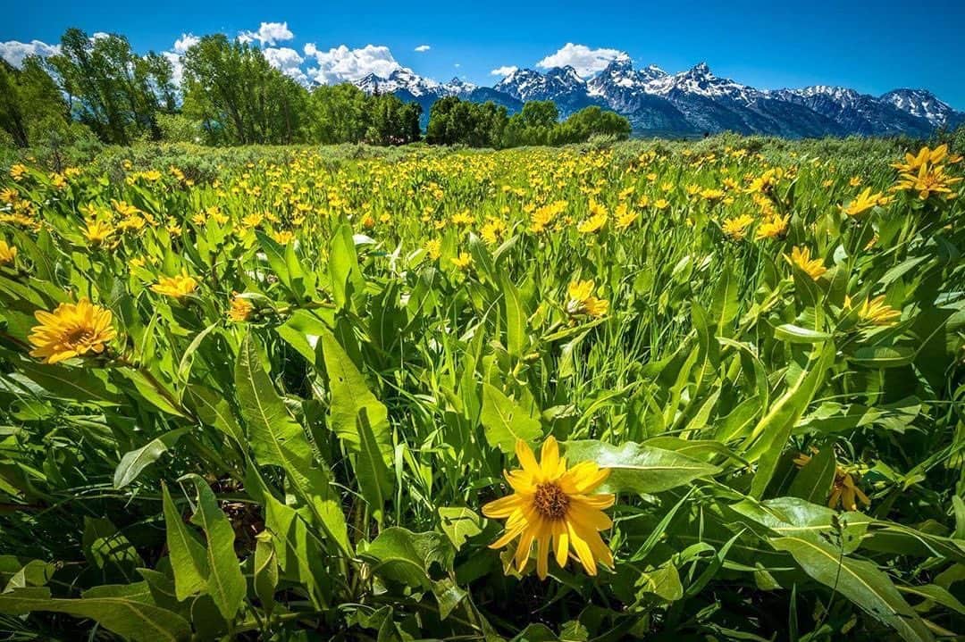 instagoodさんのインスタグラム写真 - (instagoodInstagram)「@ajarrettphotography I am so in love with all the wildflowers in Grand Teton National Park 🌼🏔」7月3日 5時03分 - instagood