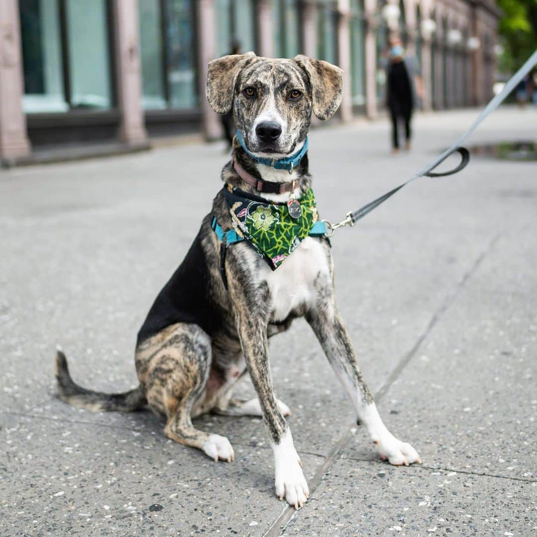 The Dogistさんのインスタグラム写真 - (The DogistInstagram)「Zero, Catahoula mix (1 y/o), Astor Place, New York, NY • “He sleeps in the crate but he knows every morning he gets to come up on the bed. He sleeps with the door open and once it gets light out he just comes up by himself. He doesn’t say anything, he just gets up and lays upside down between us. It’s his most affectionate thing. He never asks to cuddle except for at six in the morning.” A rescue from @heartsandbonesrescue」7月3日 5時21分 - thedogist