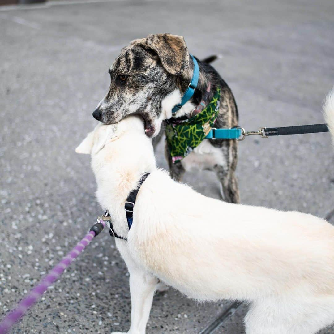 The Dogistさんのインスタグラム写真 - (The DogistInstagram)「Zero, Catahoula mix (1 y/o), Astor Place, New York, NY • “He sleeps in the crate but he knows every morning he gets to come up on the bed. He sleeps with the door open and once it gets light out he just comes up by himself. He doesn’t say anything, he just gets up and lays upside down between us. It’s his most affectionate thing. He never asks to cuddle except for at six in the morning.” A rescue from @heartsandbonesrescue」7月3日 5時21分 - thedogist