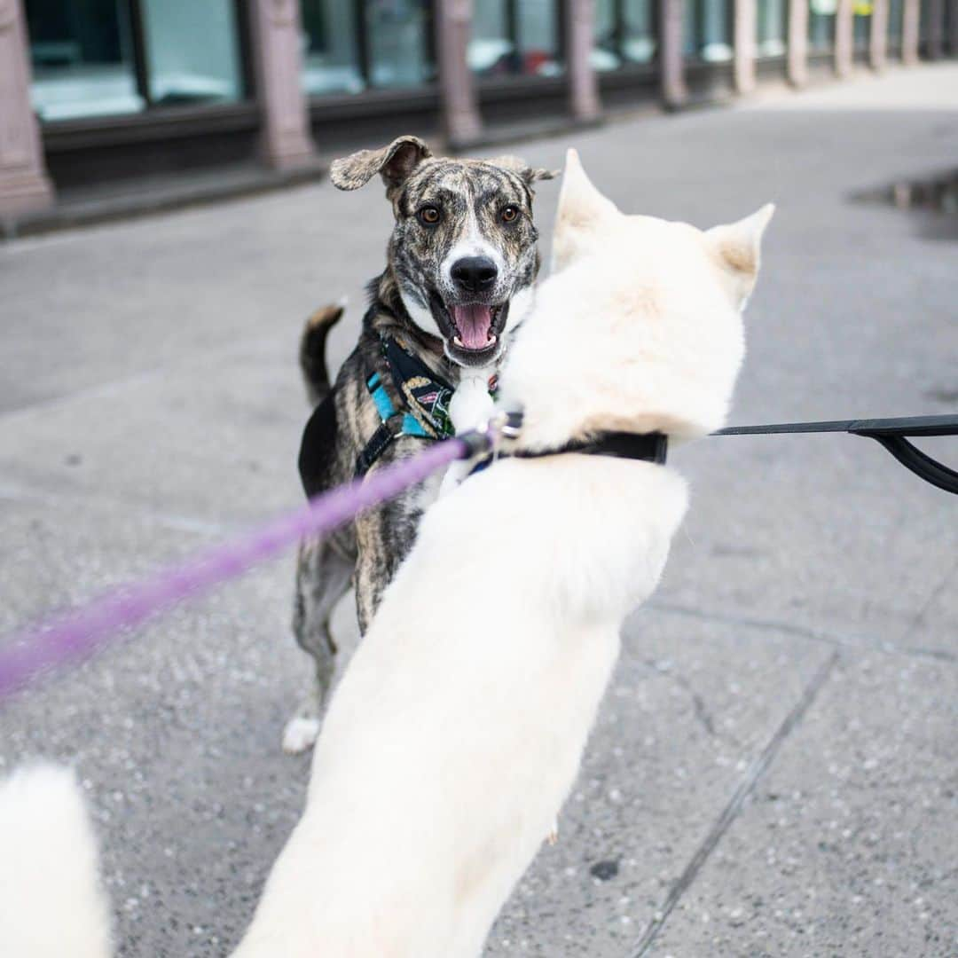 The Dogistさんのインスタグラム写真 - (The DogistInstagram)「Zero, Catahoula mix (1 y/o), Astor Place, New York, NY • “He sleeps in the crate but he knows every morning he gets to come up on the bed. He sleeps with the door open and once it gets light out he just comes up by himself. He doesn’t say anything, he just gets up and lays upside down between us. It’s his most affectionate thing. He never asks to cuddle except for at six in the morning.” A rescue from @heartsandbonesrescue」7月3日 5時21分 - thedogist