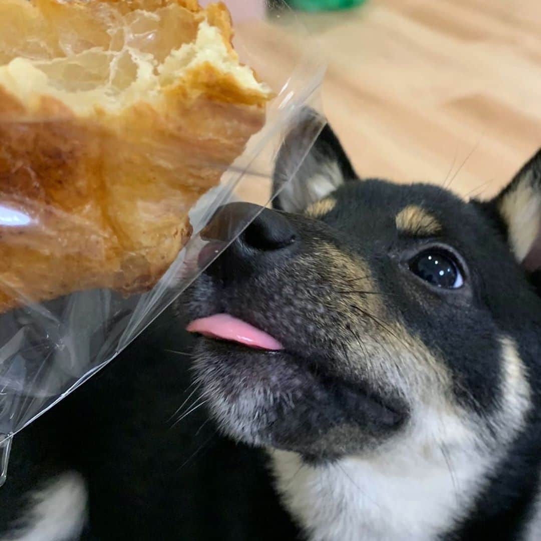 のインスタグラム：「🍞🥐  . . . . .  #豆柴#柴犬#日本犬#黒柴#黒豆柴#まめしば#しばいぬ#しば#しばすたぐらむ #こいぬ #柴  #ここ柴部#柴子犬 #shibalove #mameshiba #kuroshiba #shibainu #shiba #shibadog #shibastagram #shibastyle#なーこ」