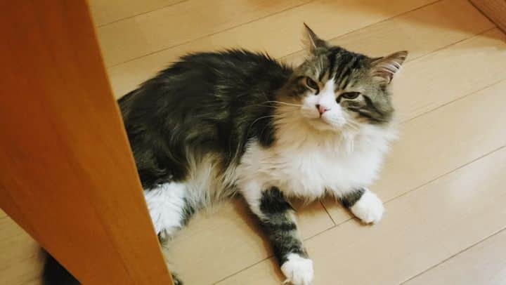 葉山いくみのインスタグラム
