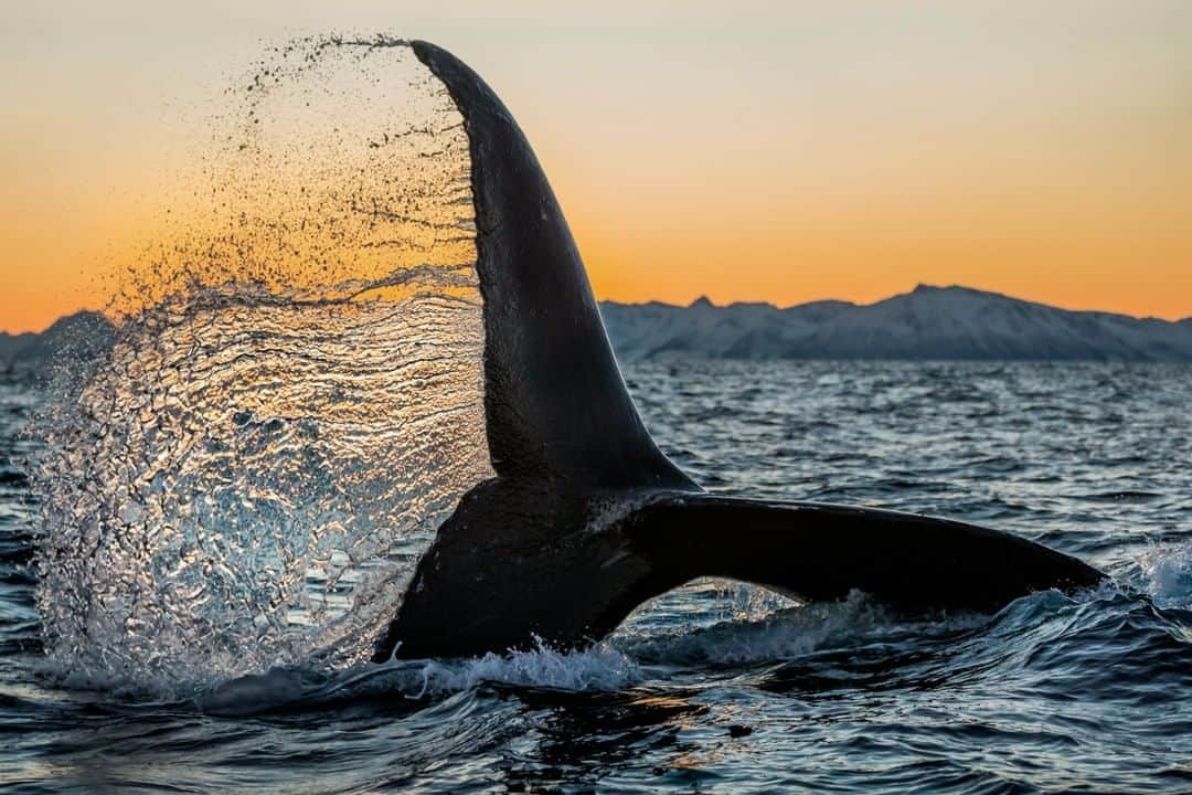 ナショナルジオグラフィックさんのインスタグラム写真 - (ナショナルジオグラフィックInstagram)「Photo by @paulnicklen  It was high noon in January, just north of Lofoten, in Norway, and the sun was still low on the horizon. It was so cold my breath crystallized in the air in front of me. We were surrounded by incredible numbers of orcas and humpbacks gorging on vast schools of herring; it was impossible to count them all. I scanned the horizon through the darkness, waiting for an orca to slice the inky surface with a black dorsal fin, when a humpback tail exploded out of the ocean right beside us. I raised my camera, shooting at ten frames a second. It all happened so fast I was sure that I'd missed the moment–until I glanced down at the back of my camera, and saw a curtain of backlit water pouring off this tail. Now that #COVID19 has grounded most of the world, I feel fortunate to be in a position where I can give back by sharing some of my favorite images from around the world. Follow me @PaulNicklen, where I will share more about my experiences traveling in #Arctic waters on expedition with @SeaLegacy for all of the wanderlusters self-isolating at home. #StayHome #BeSafe #Norway #WhaleTail #ExtinctionEndsHere」7月3日 15時39分 - natgeo