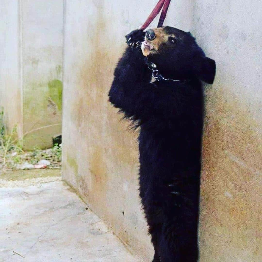 のインスタグラム：「I don't support human services that don't treat animals very carefully. 私は動物を大切に扱えない人間のサービスには賛同しません。  https://twitter.com/petauk/status/1276118944768720897?s=21  #human #abuse #circus #animal #bear #dontgo #人間　#動物　#虐待　#サーカス　#賛同しません」