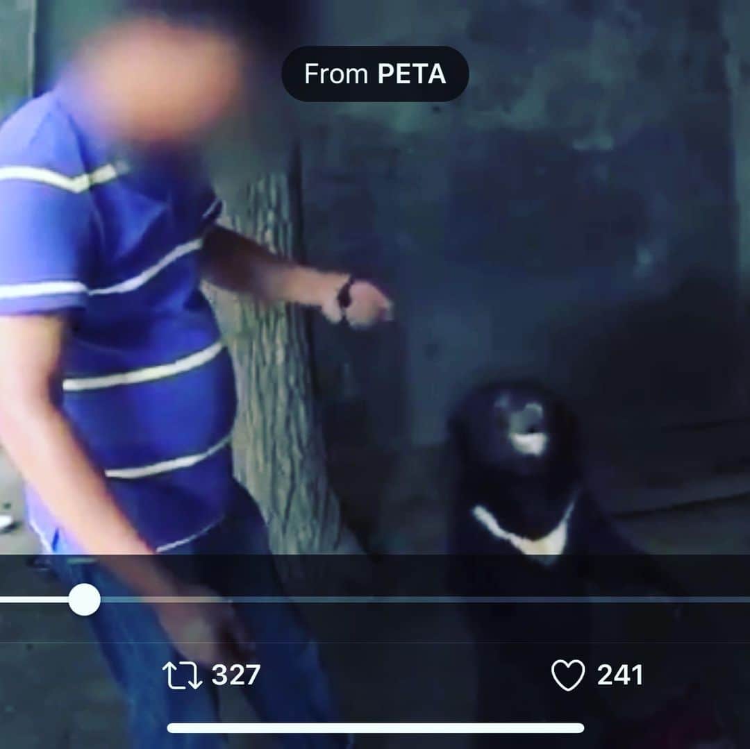 吉野紗香さんのインスタグラム写真 - (吉野紗香Instagram)「I don't support human services that don't treat animals very carefully. 私は動物を大切に扱えない人間のサービスには賛同しません。  https://twitter.com/petauk/status/1276118944768720897?s=21  #human #abuse #circus #animal #bear #dontgo #人間　#動物　#虐待　#サーカス　#賛同しません」7月3日 15時54分 - sayakayoshino_official