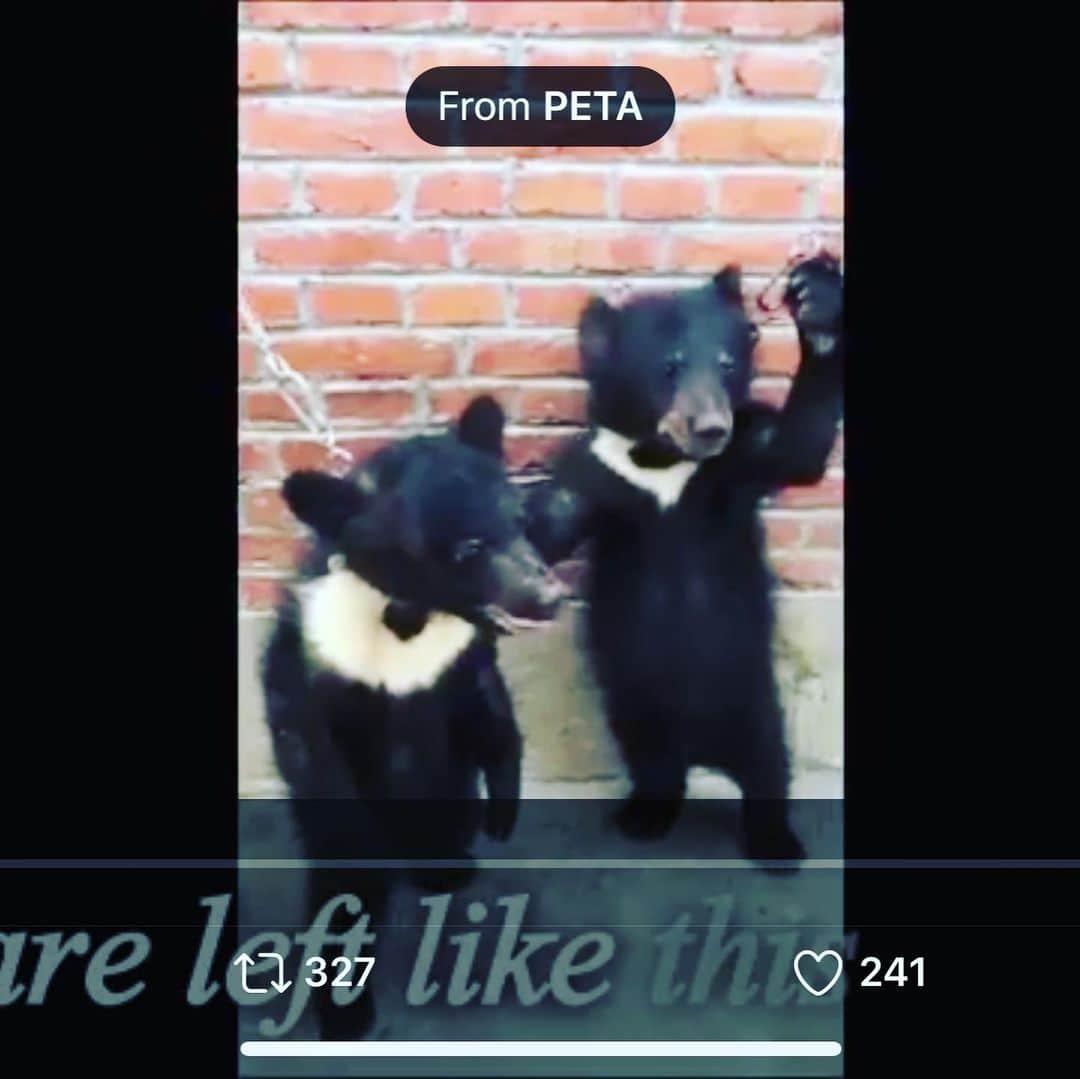 吉野紗香さんのインスタグラム写真 - (吉野紗香Instagram)「I don't support human services that don't treat animals very carefully. 私は動物を大切に扱えない人間のサービスには賛同しません。  https://twitter.com/petauk/status/1276118944768720897?s=21  #human #abuse #circus #animal #bear #dontgo #人間　#動物　#虐待　#サーカス　#賛同しません」7月3日 15時54分 - sayakayoshino_official