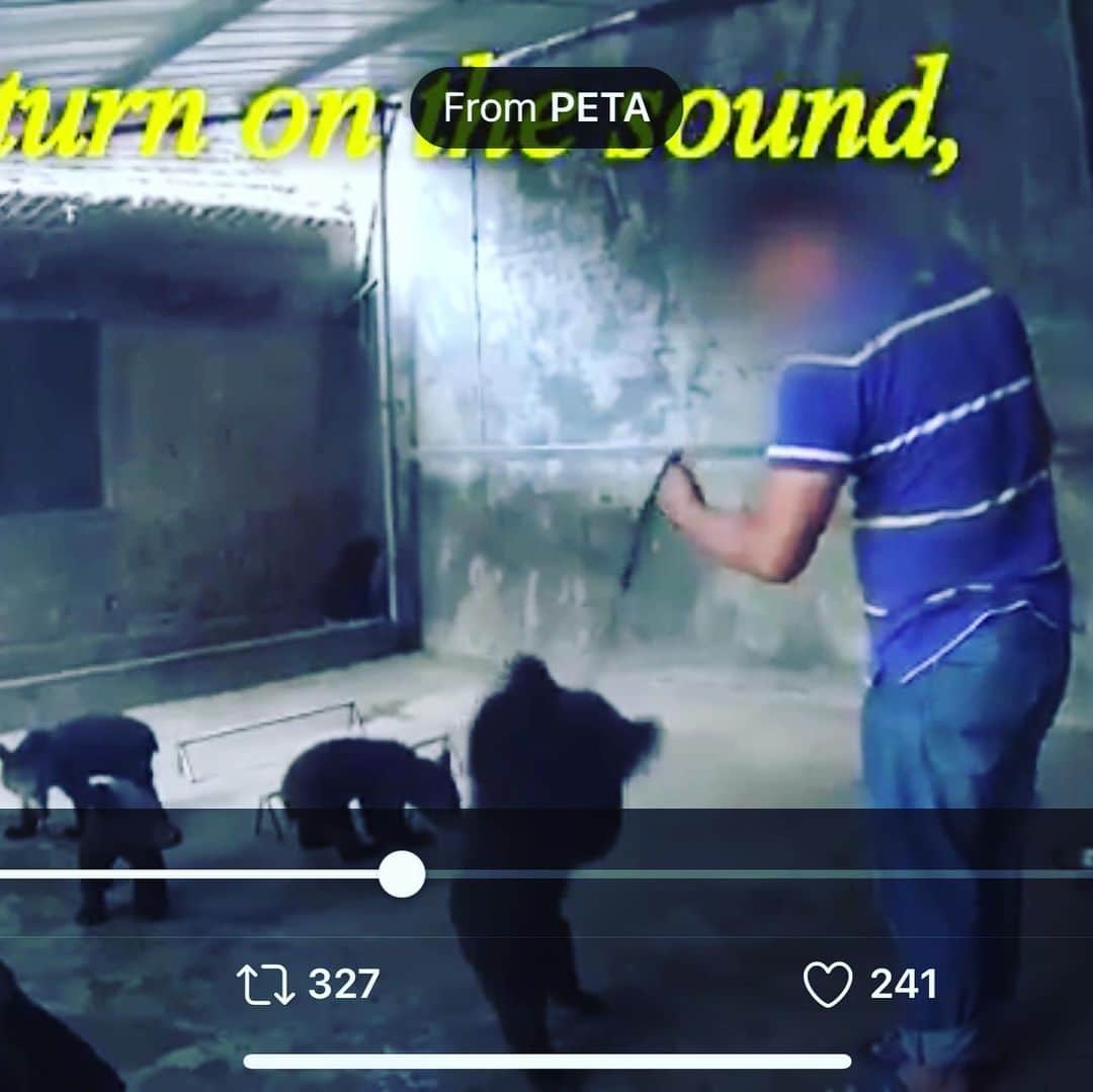 吉野紗香さんのインスタグラム写真 - (吉野紗香Instagram)「I don't support human services that don't treat animals very carefully. 私は動物を大切に扱えない人間のサービスには賛同しません。  https://twitter.com/petauk/status/1276118944768720897?s=21  #human #abuse #circus #animal #bear #dontgo #人間　#動物　#虐待　#サーカス　#賛同しません」7月3日 15時54分 - sayakayoshino_official