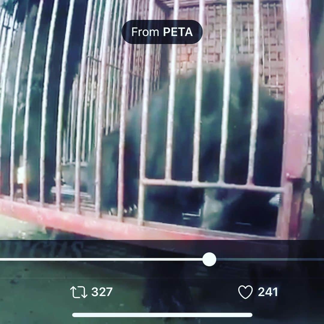 吉野紗香さんのインスタグラム写真 - (吉野紗香Instagram)「I don't support human services that don't treat animals very carefully. 私は動物を大切に扱えない人間のサービスには賛同しません。  https://twitter.com/petauk/status/1276118944768720897?s=21  #human #abuse #circus #animal #bear #dontgo #人間　#動物　#虐待　#サーカス　#賛同しません」7月3日 15時54分 - sayakayoshino_official