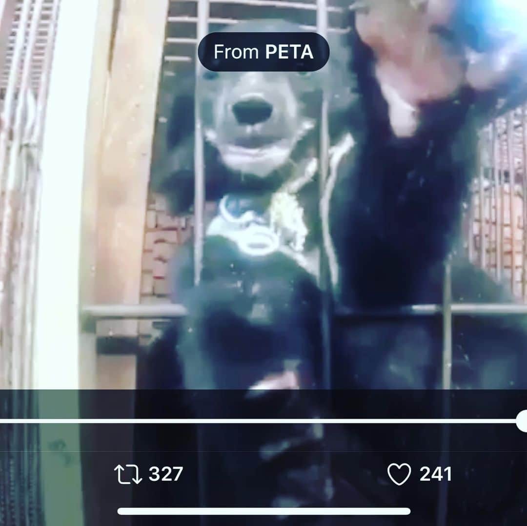 吉野紗香さんのインスタグラム写真 - (吉野紗香Instagram)「I don't support human services that don't treat animals very carefully. 私は動物を大切に扱えない人間のサービスには賛同しません。  https://twitter.com/petauk/status/1276118944768720897?s=21  #human #abuse #circus #animal #bear #dontgo #人間　#動物　#虐待　#サーカス　#賛同しません」7月3日 15時54分 - sayakayoshino_official