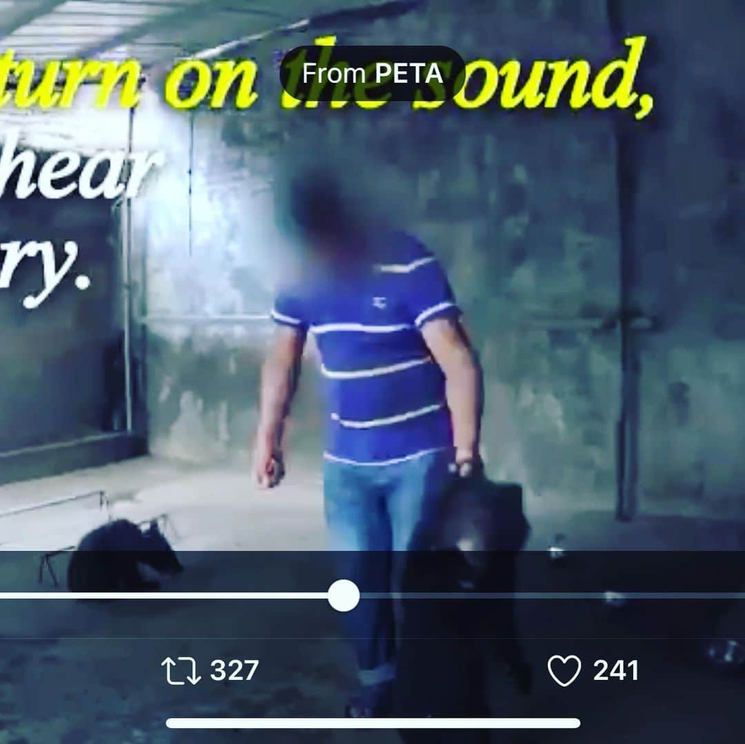 吉野紗香さんのインスタグラム写真 - (吉野紗香Instagram)「I don't support human services that don't treat animals very carefully. 私は動物を大切に扱えない人間のサービスには賛同しません。  https://twitter.com/petauk/status/1276118944768720897?s=21  #human #abuse #circus #animal #bear #dontgo #人間　#動物　#虐待　#サーカス　#賛同しません」7月3日 15時54分 - sayakayoshino_official