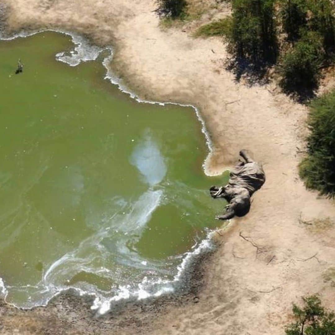 のインスタグラム：「Hundreds of elephants have mysteriously died over the past few months in Botswana. It’s a ‘completely unprecedented event’. This upsetting image shows just one of more than 350 elephant carcasses spotted in the Okavango Delta since early May. Authorities are still not sure as to what is causing the animals to die. But they still have their tusks, casting doubt on the idea that poachers were involved.  Photography  @bbcnews  Curated by @ianharper」