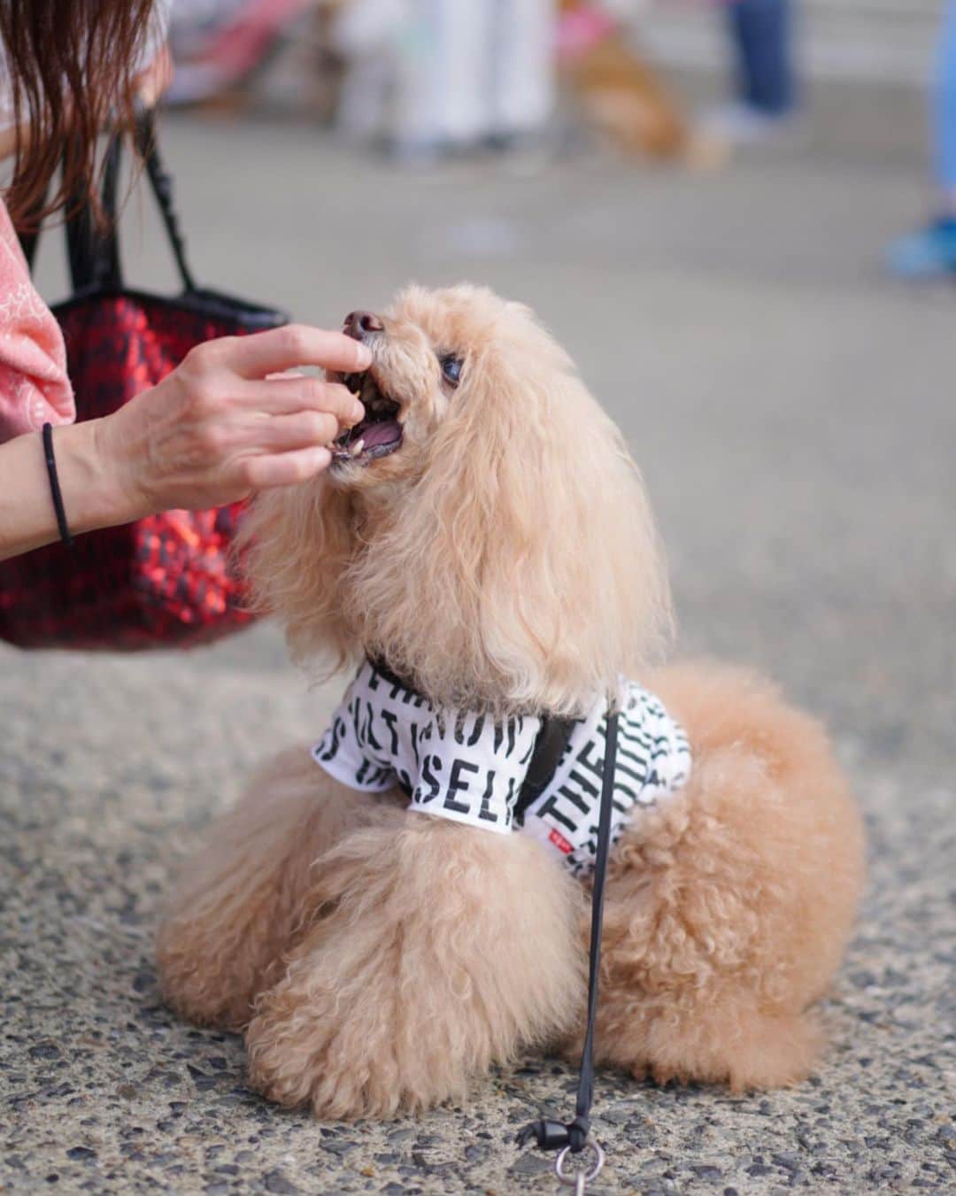 Toypoodle Mikuru?Asakusa Tokyoのインスタグラム：「20200703 Friday. Good morning! Friends 💕 久々の肉活🍖みきゅるんハッスルタイムとなりました😄 . みんなに、 「オニクは飲み物じゃないよ」 と言われてた みきゅるんでした😅 . #肉活 #お肉は飲み物 #あさんぽ」