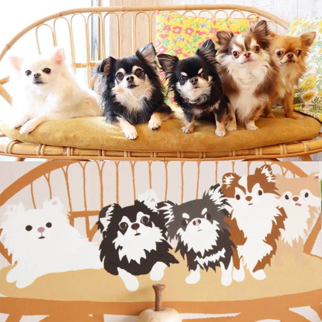 kayoのインスタグラム：「* * * ほんとそっくり😳✨ * * * 本日7月3日20時より #urbandogtokyoさんより オーダー開始🤩 * * * お気に入りの画像で 是非うちの子グッズ作ってみて下さい☺️💕 * * * @urbandogtokyo  * * * #うちの子グッズ #ポストカード #iPhoneケース * #chihuahua#chihuahualove#dogstgram#dog#instadog#チワワ#チワワ大好き * * *」