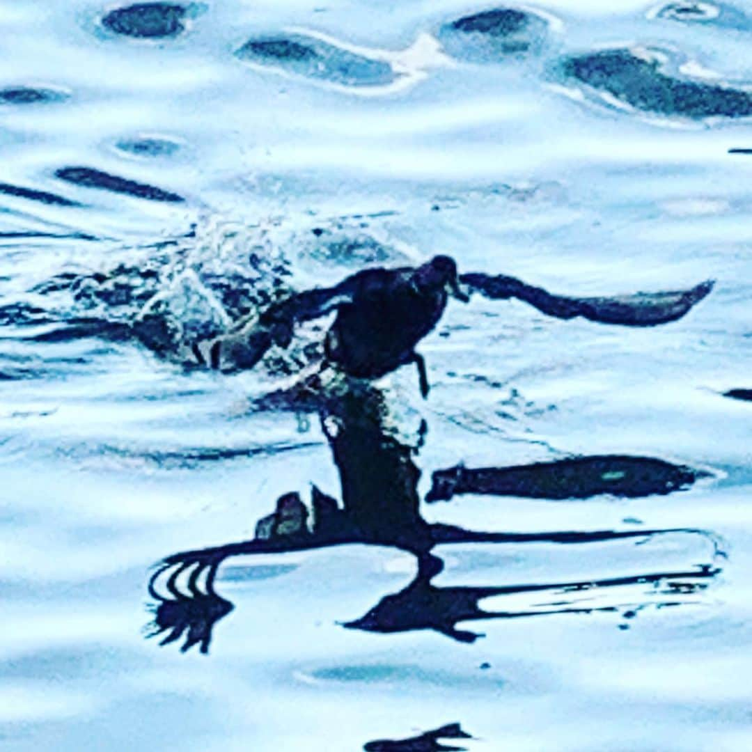 JULIEN D'YSさんのインスタグラム写真 - (JULIEN D'YSInstagram)「Soon from Hudson River 🕊to paris Seine 🕊and finely to baie de douarnenez #douarnenez 🤍🖤🦆#Brittany #newyork #july2.2020.  #canard #duckdog」7月3日 8時17分 - juliendys