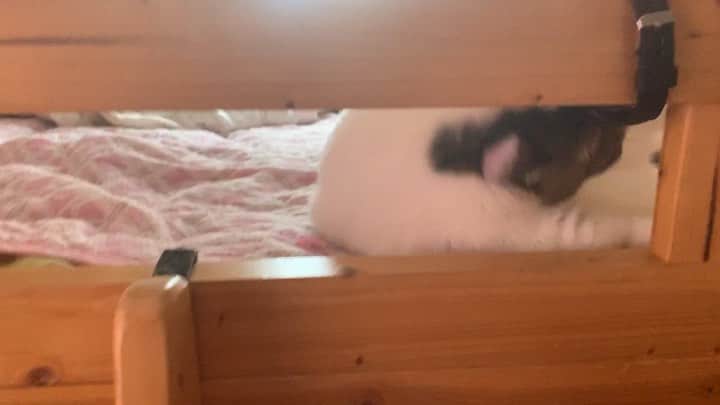 ひのき猫のインスタグラム