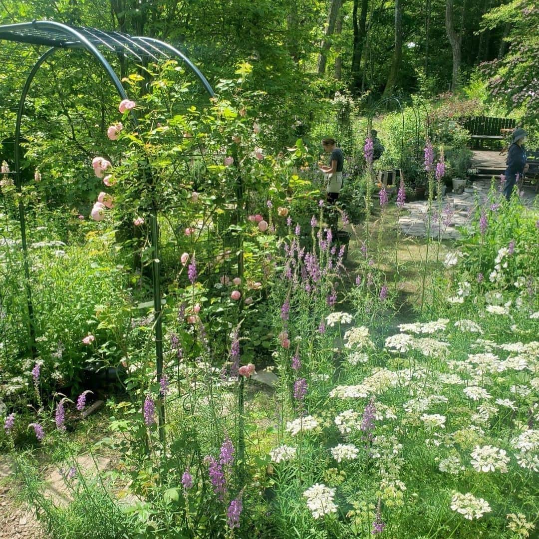 宮崎文子さんのインスタグラム写真 - (宮崎文子Instagram)「🍀trip🍀 先週末、束の間のプライベートトリップ。 まさにことりっぷ👜  軽井沢は仕事で昨年、何回か訪れたけどプライベートは久しぶりで、 仲よしの友達と久々にゆっくりしてきました♪  朝イチお邪魔したバラ園は、オーナーのかたが本当に丁寧に庭作りをしていて、 紫を基調としたという花たちは、 繊細でもあり可憐でもあり🌹 斜面を利用していたので、見上げると囲まれているのでおとぎ話の中に迷いこんだみたい。  温泉に入り、満天の星空をながめ、みんなで料理😋🍴  ご時世を鑑みあまり派手なことはしなかったけど、癒しのひとときとなりました🍀  #軽井沢 #沢村本店 #ガーデニング #バラ園 #2週連続 #星野リゾート #でも泊まってない😢  #星野温泉 #また自粛がんばろう #gardening #hannahulagarden」7月3日 8時33分 - fumiko.miyazaki29