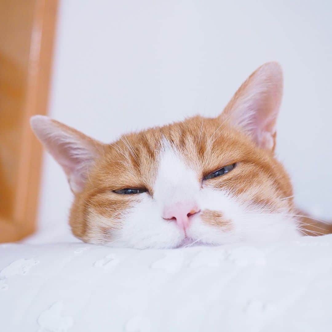 リプリー王子さんのインスタグラム写真 - (リプリー王子Instagram)「2020.07.03 #0703ripleyn 寝ても寝ても眠くて、 寝落ち女王になってしもてる！ そろそろ猫になれそうw #おはりぷちん ！ .  #無敵の親バカ同盟 #シブにゃん隊over10  #チームラスカルにゃん #りぷちん #りぷちん2020 #にゃま首 #りぷちんをダメにするベッド #関西ねこ部 #cat #猫 #ねこ  #茶しろ組 #gingercat #茶トラ男子部 #excellent_cats #instacat_meows #cat_features #catsofinstagram #weeklyfluff #IGersJP #catstagram #bestmeow  #ペコねこ部 #sippo #朝ワンコ夕ニャンコ  #nyancon01 #rakutenpet  #おうちのカワイイペット」7月3日 8時47分 - ripleyn