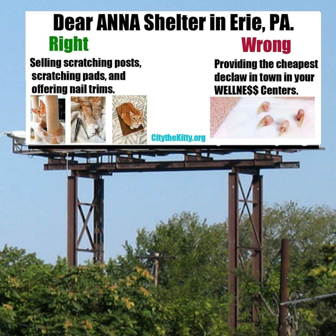 City the Kittyさんのインスタグラム写真 - (City the KittyInstagram)「What do you think about this idea? Big billboards in Erie, PA. to educate the public about how declawing is bad for cats and how it is cat cruelty and abuse.  Hopefully the campaign will inspire the @theannashelter to truly care about the welfare of innocent cats and stop providing the cheapest declaw in town. 😿  Do you like big billboards or mobile billboards?   Any ideas for sayings on the billboards are welcome! 👍🏻🐾 Please sign our petition to The ANNA Shelter, that’s on our Instagram bio link,to try to inspire them to take a stand and protect cats from this cruelty and stop profiting from it.😾  Always take the high road, be polite, and educate no matter how low they go.  #EriePA #PA #TeamANNA #TheANNAShelter #StopDeclawing #Cats #AnimalCruelty #Inhumane #annashelter #eriepennsylvania #erie」7月3日 9時15分 - citythekitty