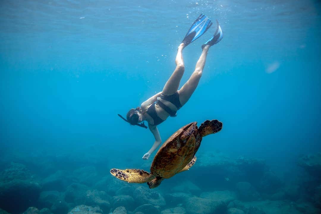 And Youさんのインスタグラム写真 - (And YouInstagram)「Drifting in unison with a sea turtle is one of the best feelings in the world 🐢. ​. ​. ​. ​. ​. ​#saltnomads #saltwaternomads #girlsthatfreedive #freedivephotography #underwaterphotography #seaturtle」7月3日 9時27分 - dolphinsandyou