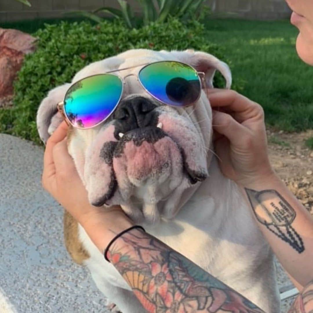 Bodhi & Butters & Bubbahのインスタグラム：「Hey all you cool cats and kittens, this handsome gentleman is looking for his furever home 💕  . . He’s located in AZ and needs to be an only pupper 🐶 If you think he’s as cute as I do, reach out to @azzzbulldogs 💗  . . . . . #bulldog #cool #boy #i #wear #my #sunglasses #at #night #puppy #love #cats #and #kittens #adoptdontshop #rescuedogsofinstagram #dogsofinstagram #bestoftheday #your #future #bff」
