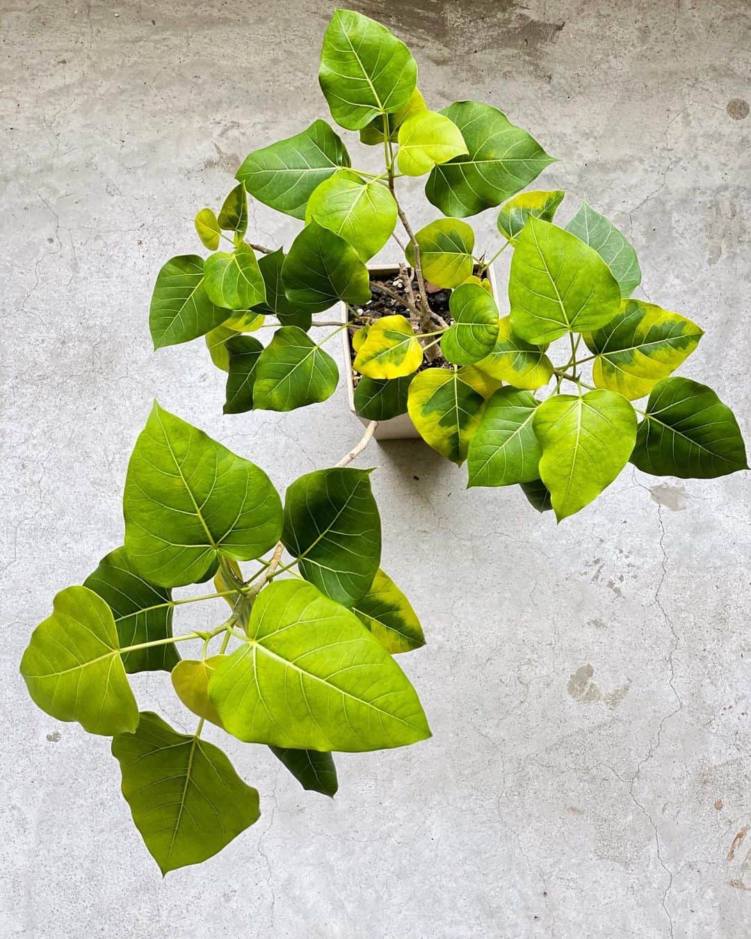 鄭碧瑩のインスタグラム：「Lots of strong green leaves growing from this ficus. Shall not be bothered about losing is variegation. . . . #ficus #ficusreligiosa #ficusreligiosavariegata #plantstagram #plantsofinstagram #houseplants #plantsmakepeoplehappy #botanical #instaplants #plants #foliage #leaf #plantflife #springintoplants #plantlady #plantpotters #crazyplantlady #houseplantclub #helloplantlover #plantshelfie #houseplantsofinstagram #houseofplantlovers #junglecollective #gardeningsg #urbanjunglebloggers #sgplantclub #plantnerd」