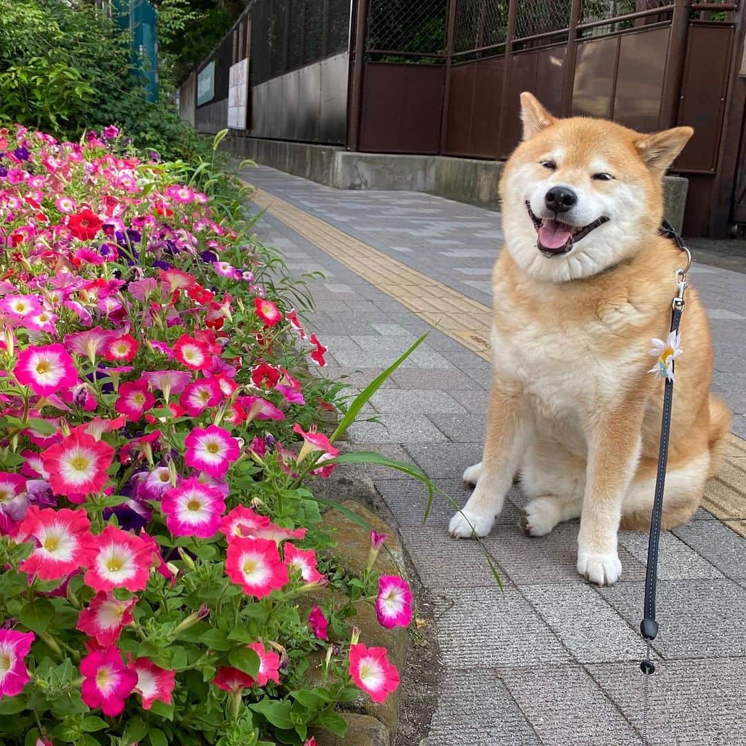 まる（まるたろう）さんのインスタグラム写真 - (まる（まるたろう）Instagram)「Good morning!✨🐶🌸✨おはまる〜！綺麗なお花が沢山あるね〜 #なんてお花かな #パンジー的なやつかな #誰か教えて」7月3日 9時44分 - marutaro