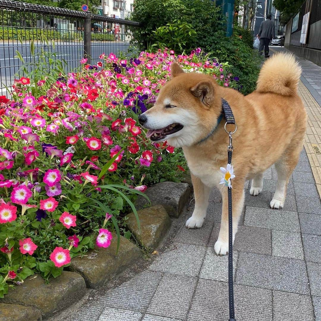 まる（まるたろう）さんのインスタグラム写真 - (まる（まるたろう）Instagram)「Good morning!✨🐶🌸✨おはまる〜！綺麗なお花が沢山あるね〜 #なんてお花かな #パンジー的なやつかな #誰か教えて」7月3日 9時44分 - marutaro