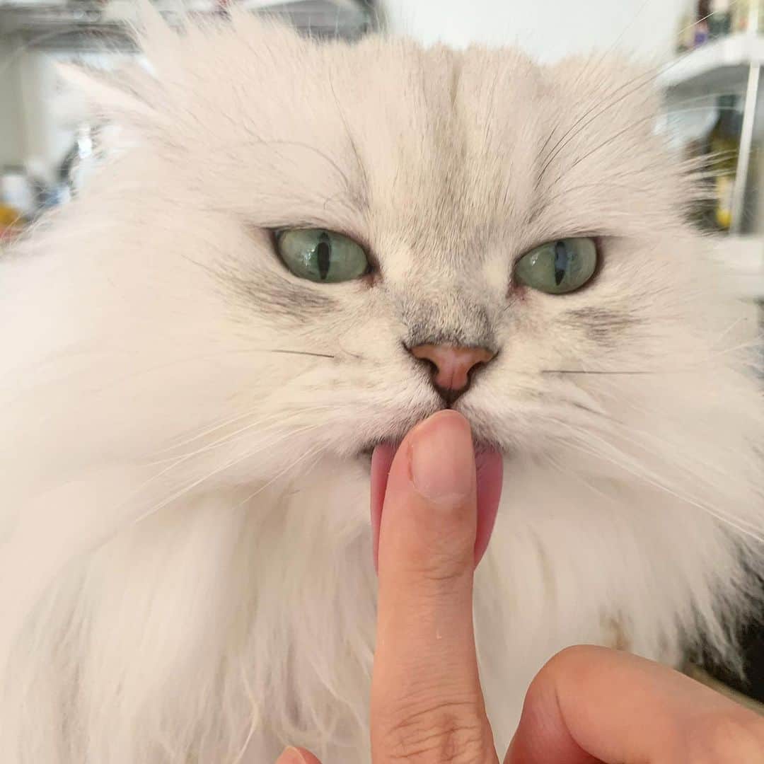 후추네큰언니のインスタグラム：「오늘 아침 짱짱귀 🥰  . . . . . #후추  #고양이  #냥스타그램 #캣스타그램  #Hoochu #Hoochuthecat #cat #cats #catstagram #catsofinstagram #topcatphoto #bestmeow #ilovecat #cute #fluffy #petstagram #instacats」