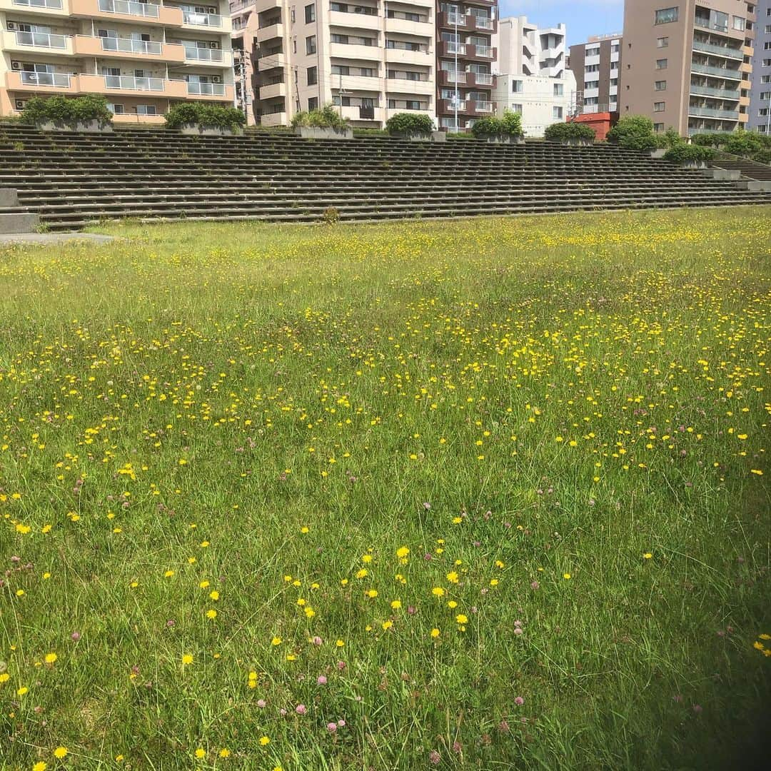 江川智晃さんのインスタグラム写真 - (江川智晃Instagram)「札幌の河川敷をジョギングしてたら久しぶりに見ました🏃‍♂️ ゲートボール👍 最後のはいつかのゴルフのショット！笑 俺は参加する競技はこっちの方やったか… さぁ天気もいいし切り替えて今日から連勝するでしょう💪」7月3日 10時06分 - egatomo43