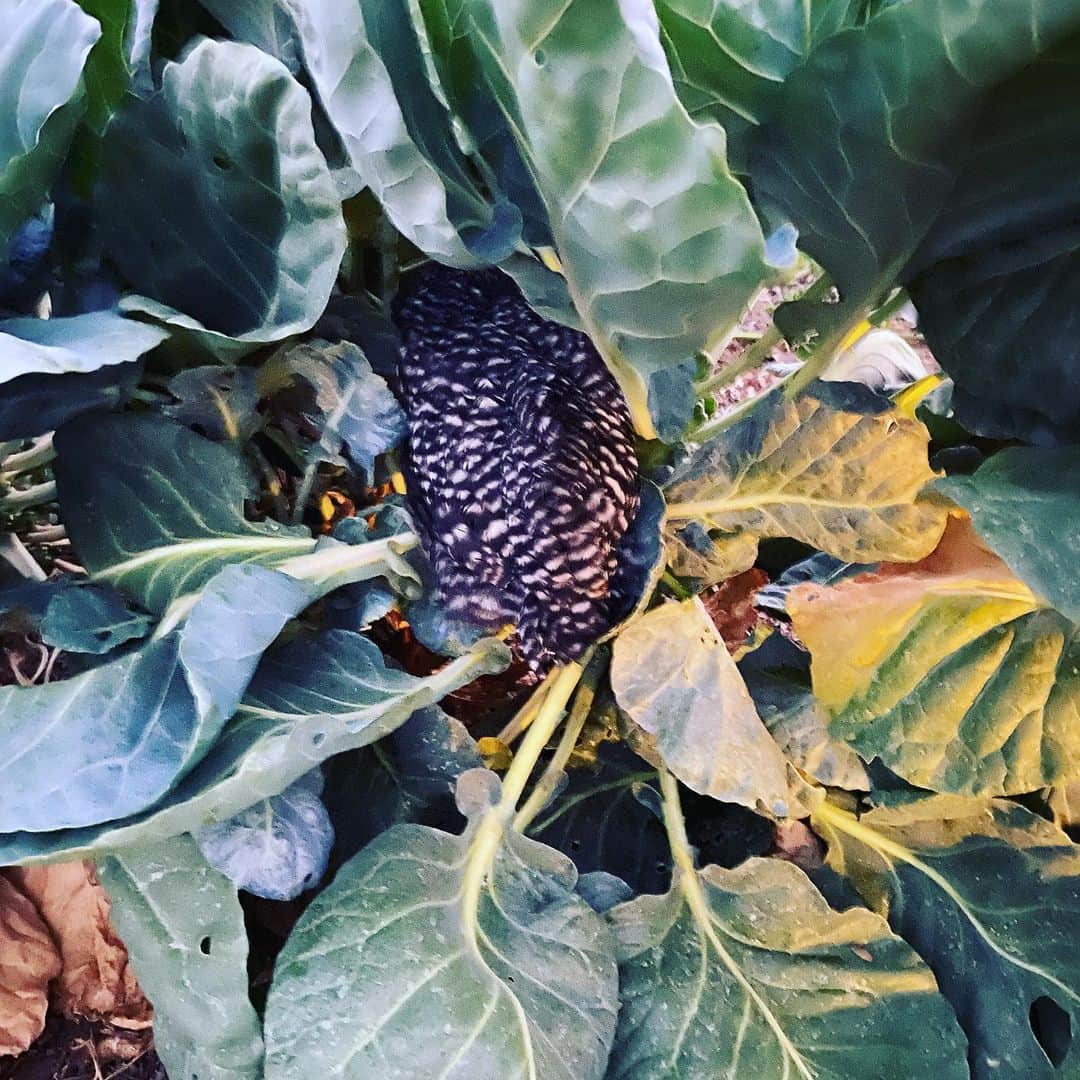ケリスのインスタグラム：「This lady is hiding in my Brussel sprouts」