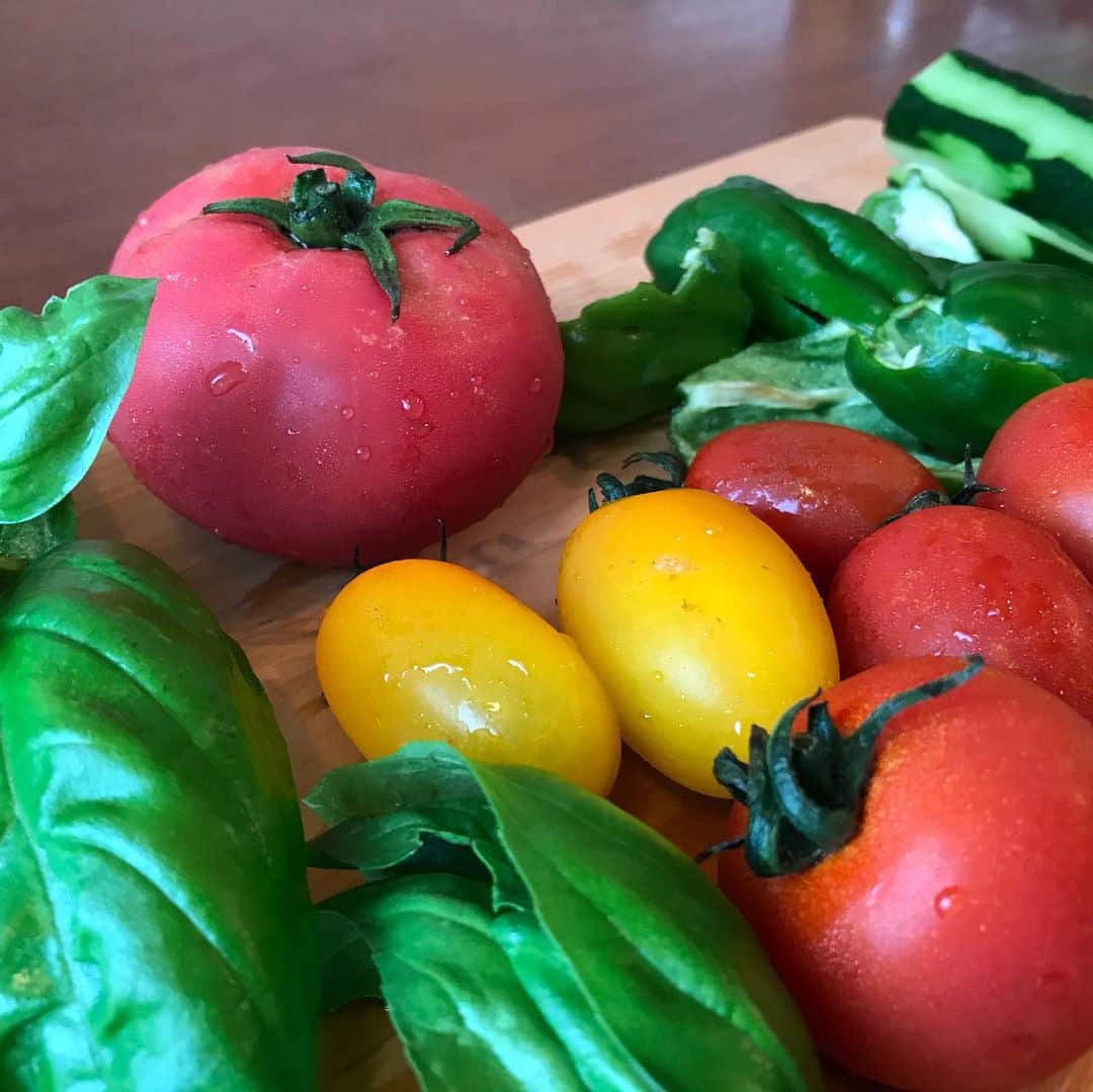 小谷あゆみのインスタグラム：「毎日毎日毎日毎日 畑でとれた夏野菜夏野菜夏野菜 Jasetame_farm農園仲間と会話するのは、決まって「いかに野菜を多く使い切るか問題」。 なぜなら今日とった野菜をきょう食べきらないと明日また畑で鈴なりになってるからーー！ 成長が消費をどんどん追いかけてくる 畑の力どんだけ～～ というわけでベジトモに畑で教えてもらったガスパチョ作ってみた。 ある野菜ぜんぶぶっこみミキサー！ あれ、あんまり、おいしそうに、見えないよ。 しかしこれめちゃくちゃ食が進むのですーーーー！ 野菜ジュース感覚でかなり量もとれます 野菜自給率100%継続中〜！ #せたがや体験農園 #玉堤体験農園 #JA世田谷目黒 #畑の力 #畑のちから菜園部長 #ベジアナ  #都市に農ライフ❣️ #都市から変える食の価値」