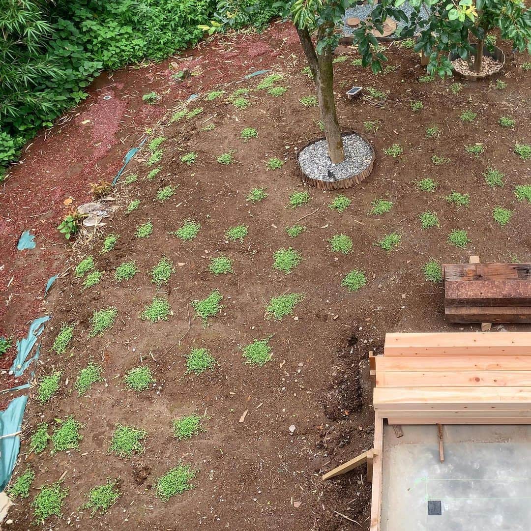池内万作さんのインスタグラム写真 - (池内万作Instagram)「今日のクラピアさん。 雨が多いけど気温も上がってきて、ジワジワと広がってきてます。 同時に雑草も生えてきてるので、丁寧に抜いていかないと。 #クラピア #今日のクラピアさん #庭でした」7月3日 11時06分 - mandeshita